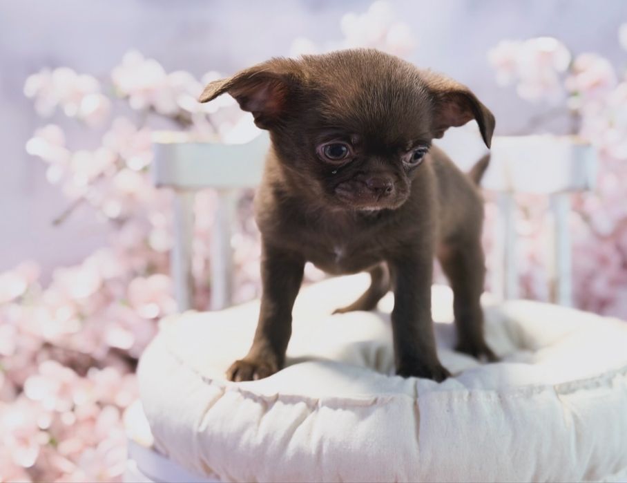 ***GOTOWY DO ODBIORU Czekoladowy maluszek chihuahua***