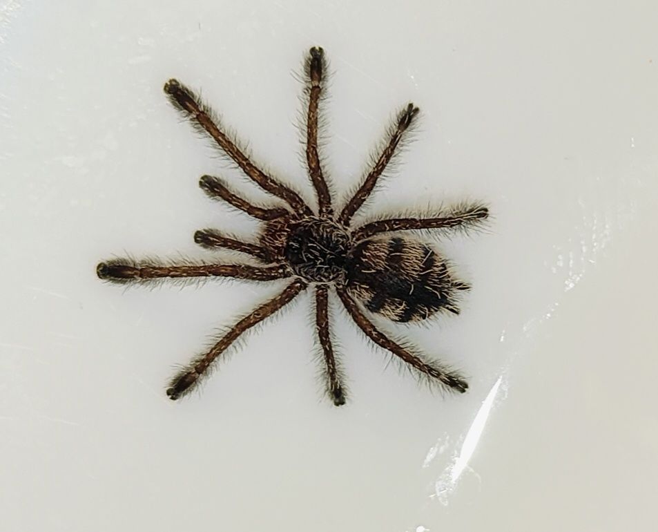 Avicularia purpurea L3