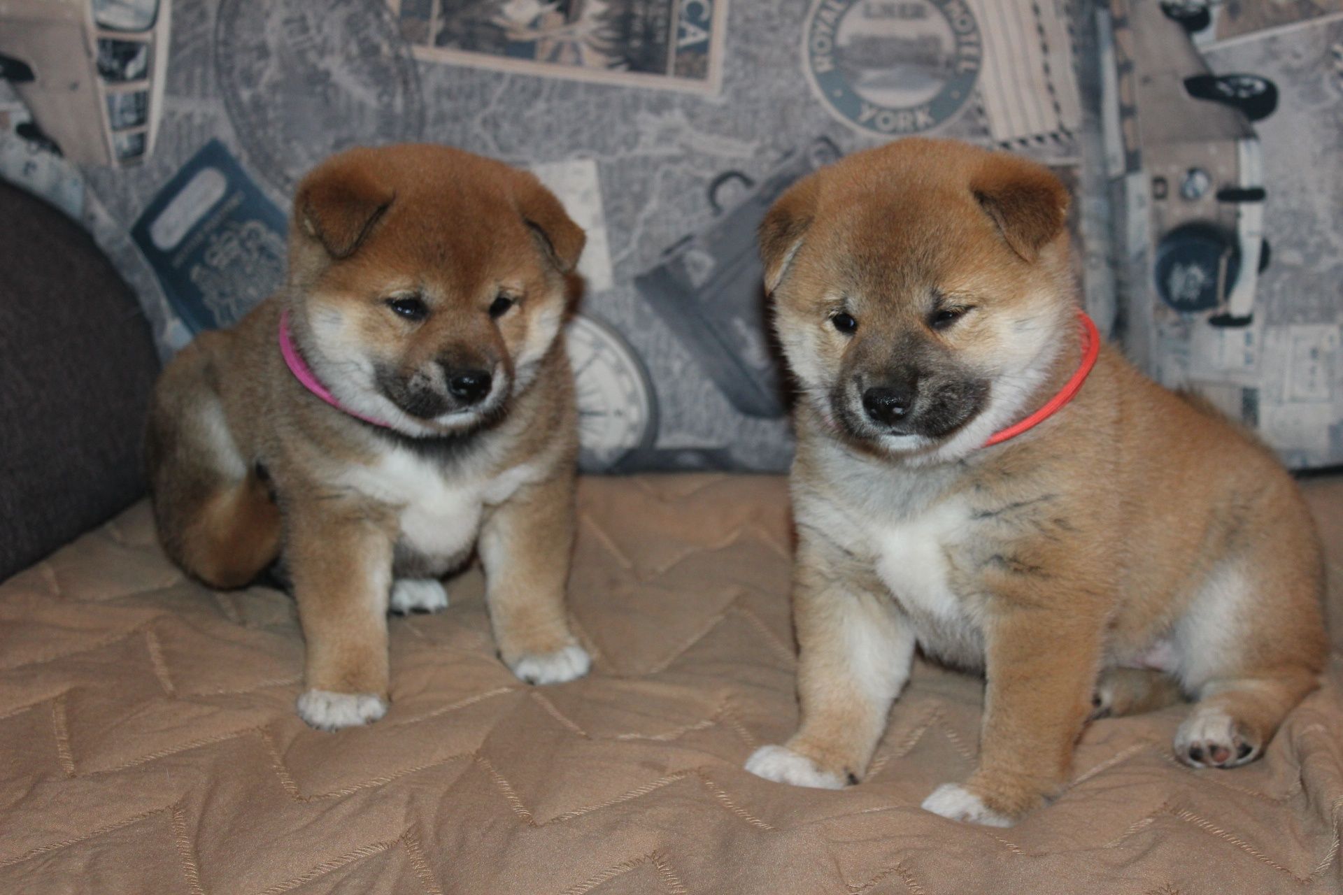 SHIBA Inu " Suczka czerwona  Do ODBIORU