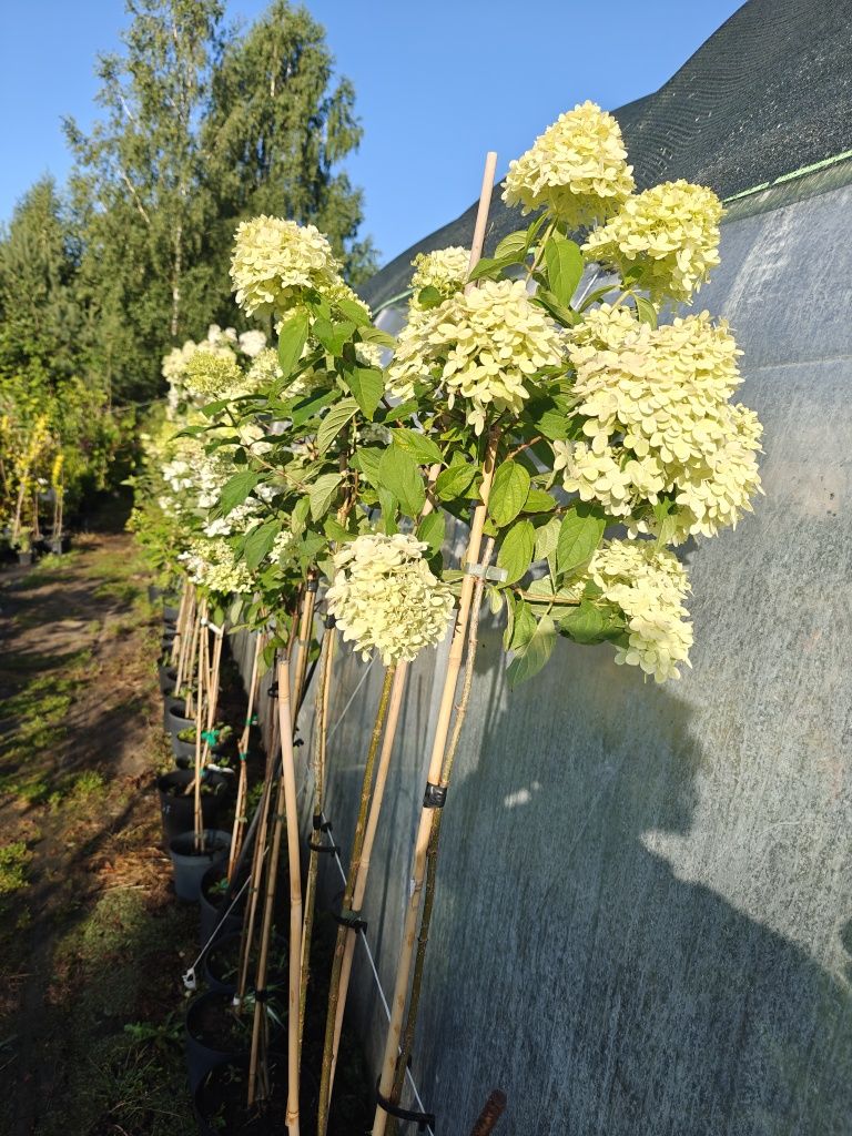 Hortensje bukietowe i na pniu