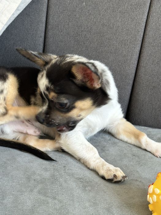 Хлопчик Чихуахуа