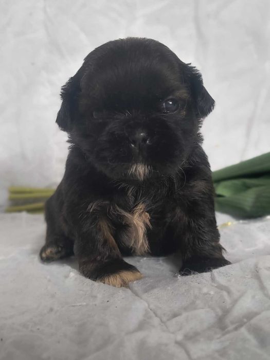 Shih-Tzu rasowy szczeniacze do rezerwacji unikatowe umaszczenie