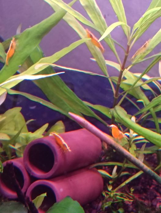 Camarões neocaridina