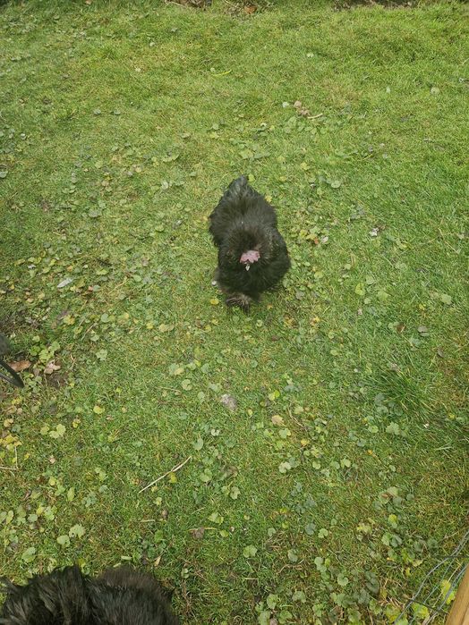 Koguty  ozdobne silki