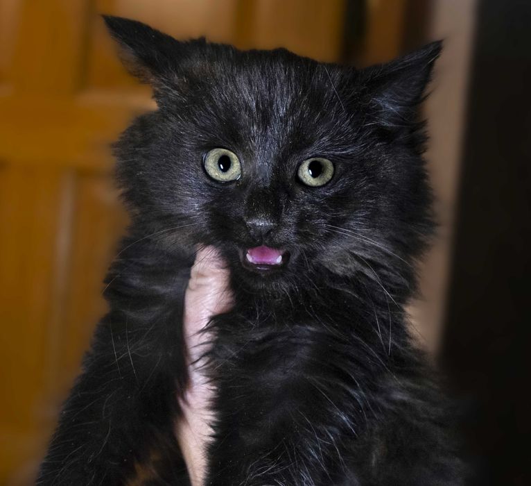 Кошеня чорний шукає дім