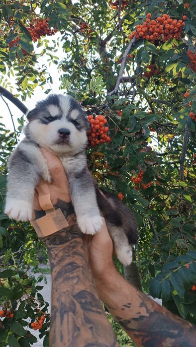 Сибірський хаскі!