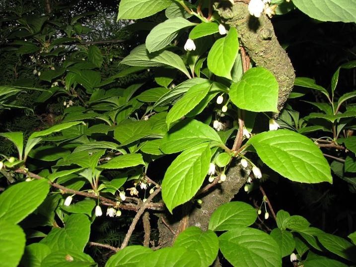 Лимонник китайский
