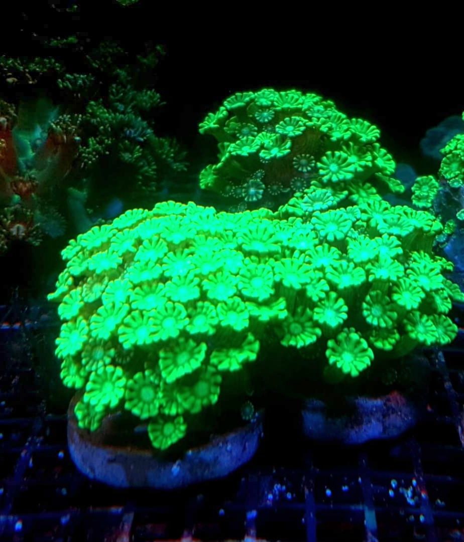 Alveopora green . Koralowiec LPS . Akwarium morskie
