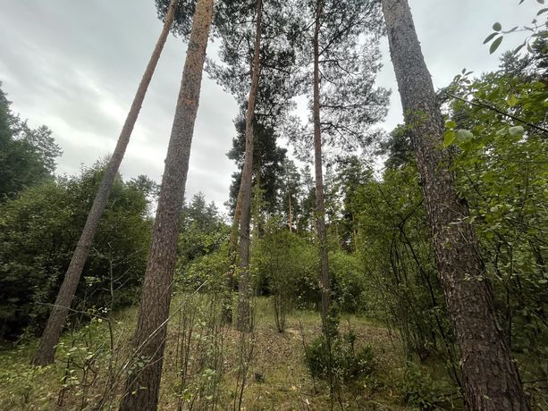 Urokliwa Działka leśna 1400m2 Skrzeszew blisko Narwi. Cicha