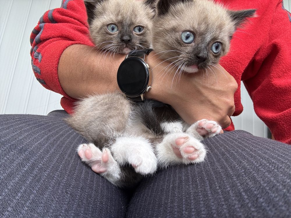 Кошеня кошенята кішечка киця котик кіт кот