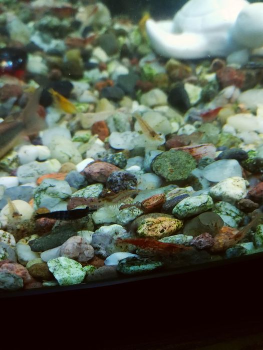 Krewetki rybki roślinki