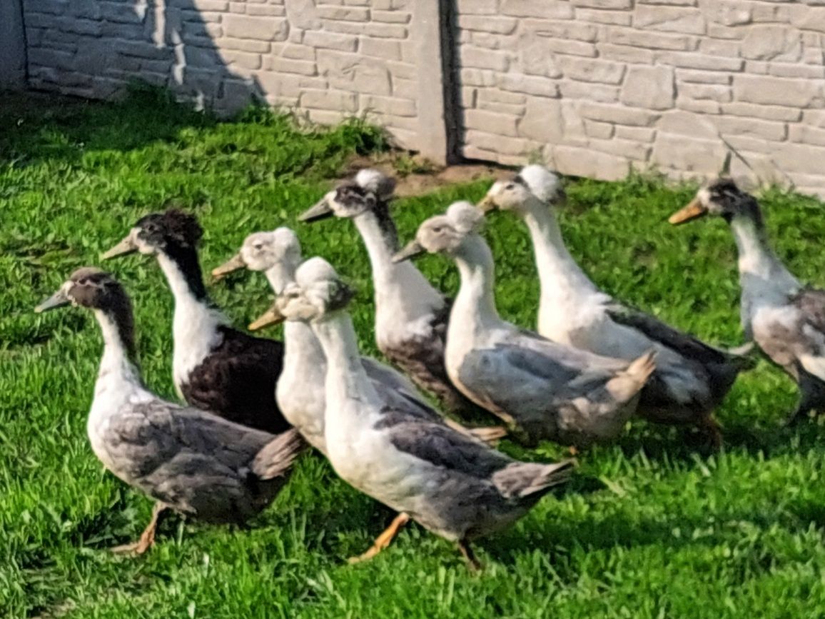 Kaczki holenderskie czubate