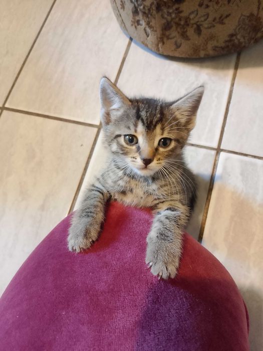 Oddam kotki w dobre ręce