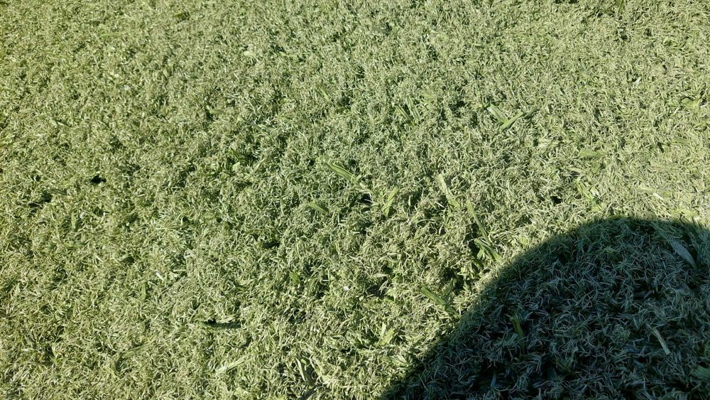 Relva sintética profissional longa duração