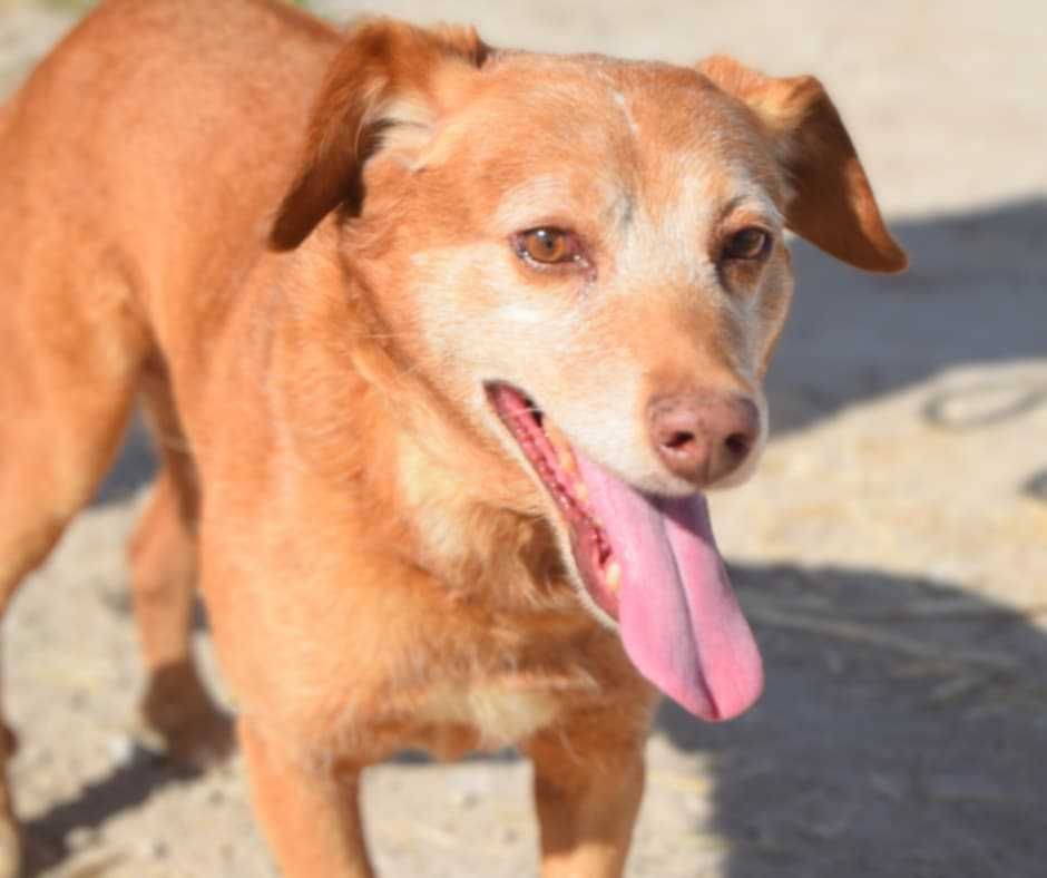 Spicy - Para Adopção