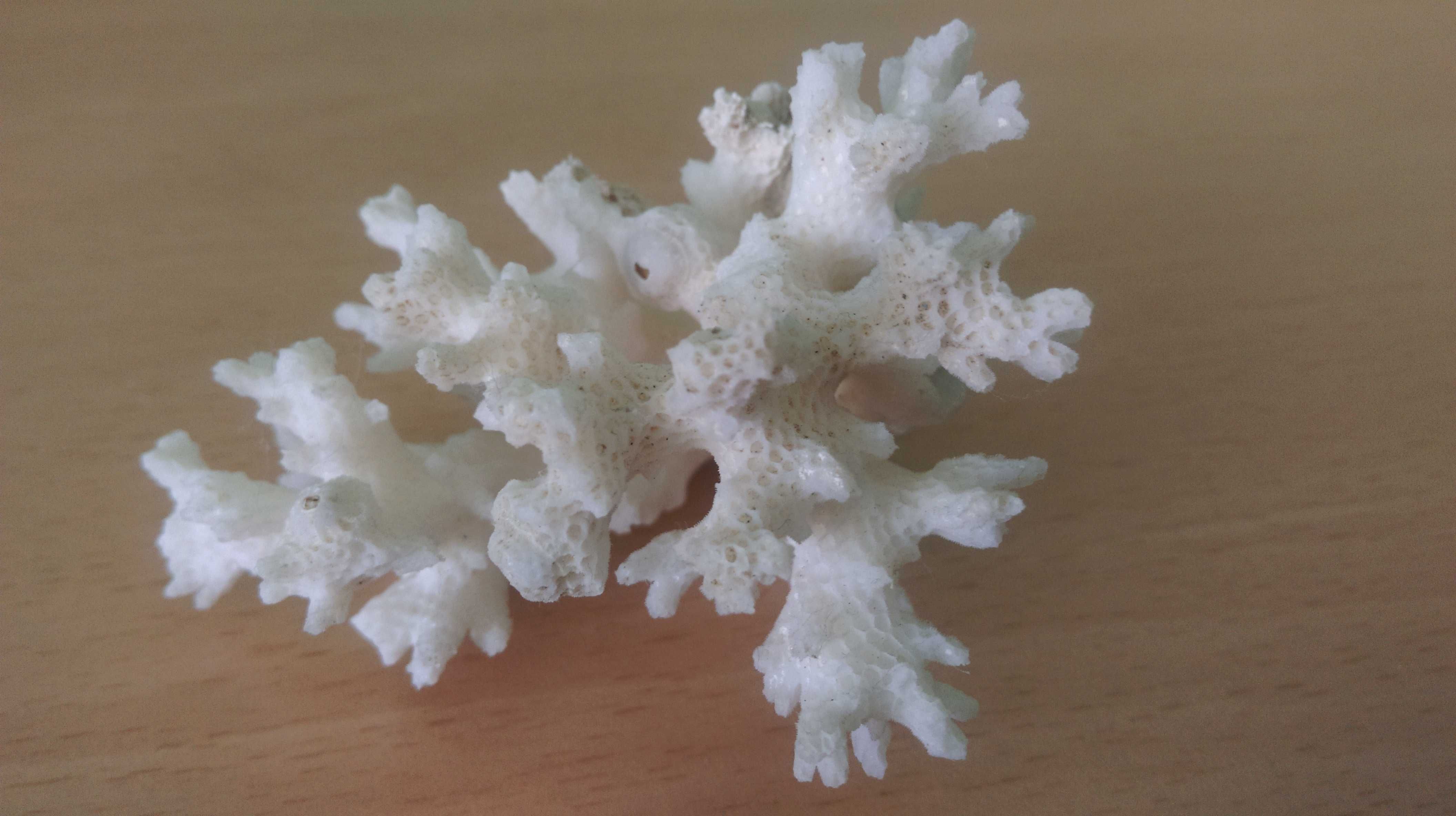 Натуральный морской коралл белого цвета для Вашего аквариума.