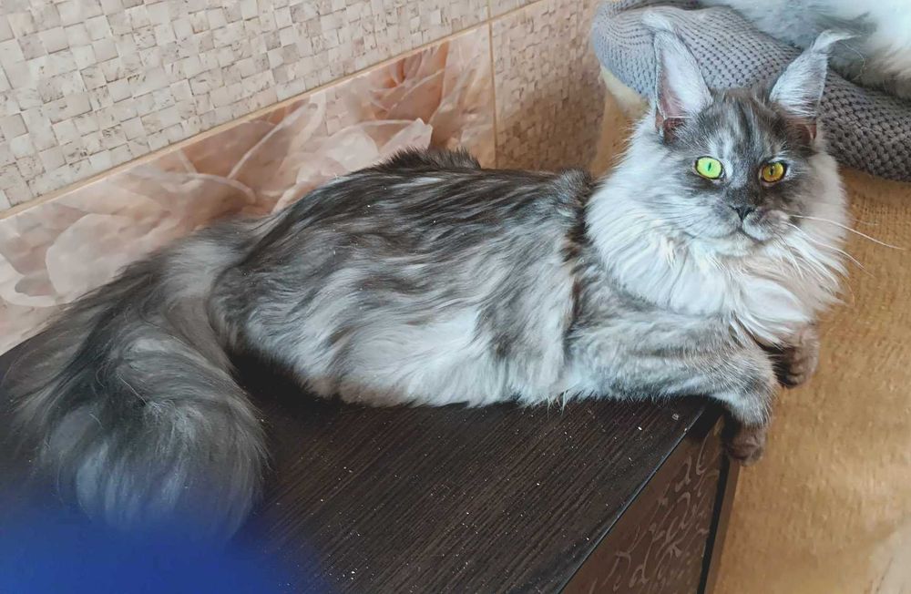 Девочка в модном окрасе черный дым