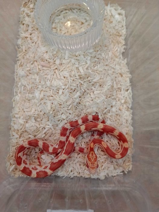 Wąż zbożowy nr 15. Albino, SAMIEC - sklep terrarystyczny ANIMALE