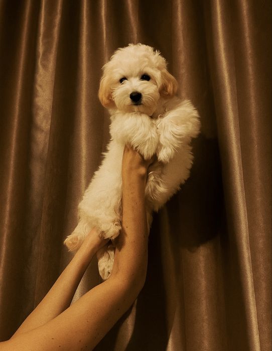 Щенок мальтипу f1