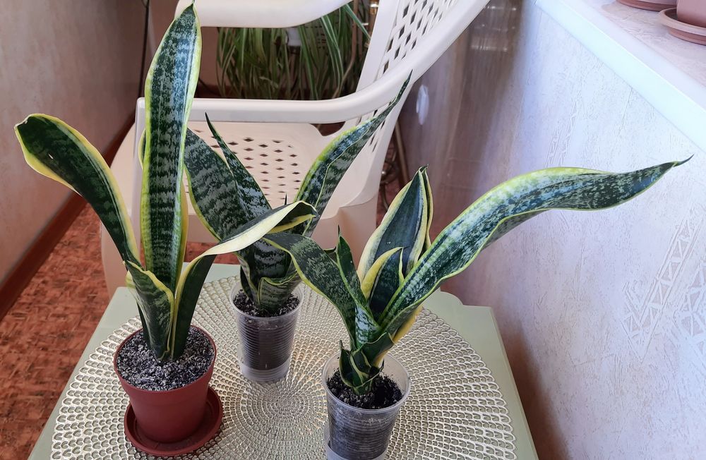 Сансевієрія футура поділка