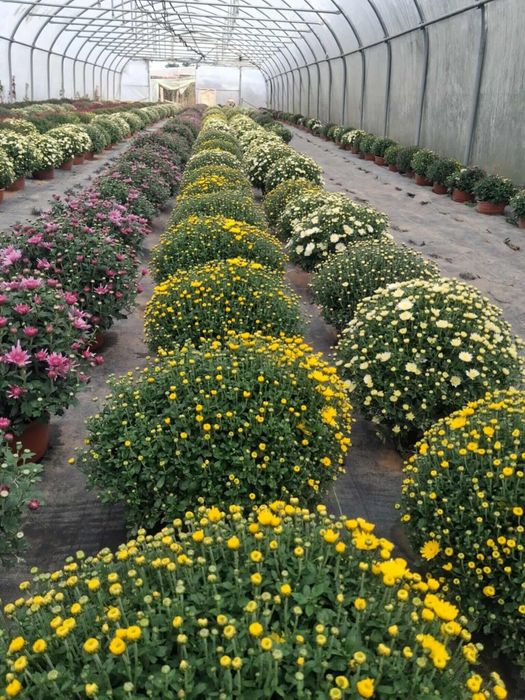 Chryzantemy drobnokwoatowe