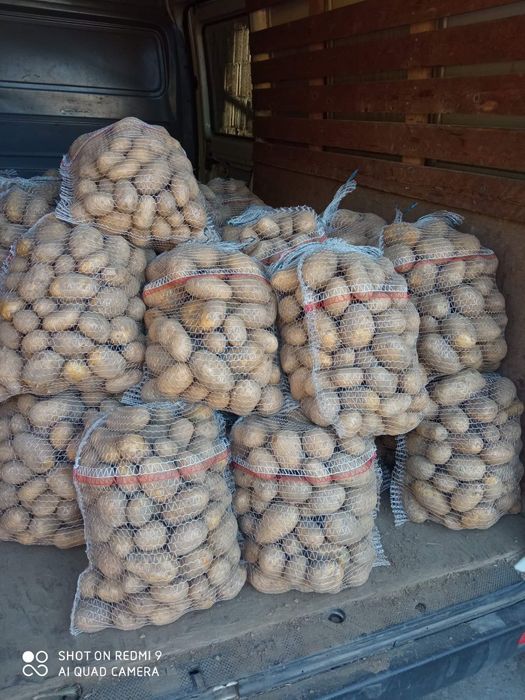 ZIEMNIAKI 15kg duże ładne białe bez nawozów i robaka irys warzywa irga