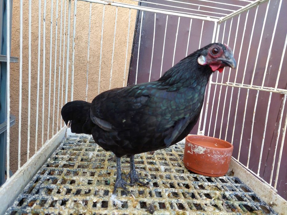 Kurka rasy bantamka ,z tego roku