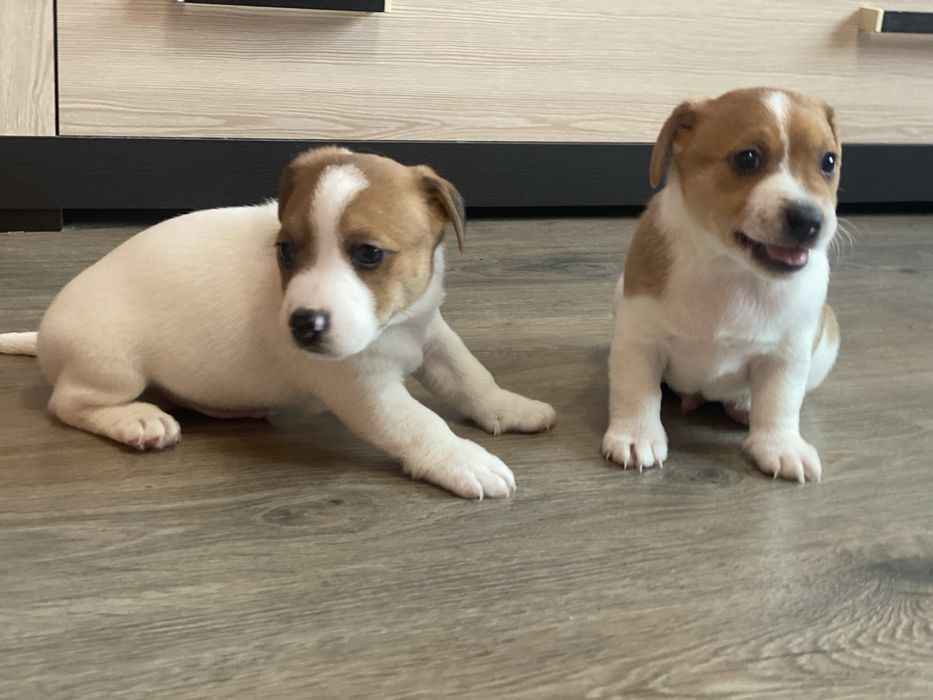 Найкращі джеки