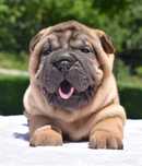 Wspaniała suczka shar pei - genialny rodowód