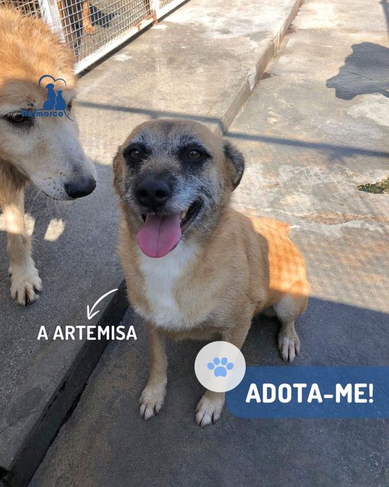 Artemisa cadela porte medio