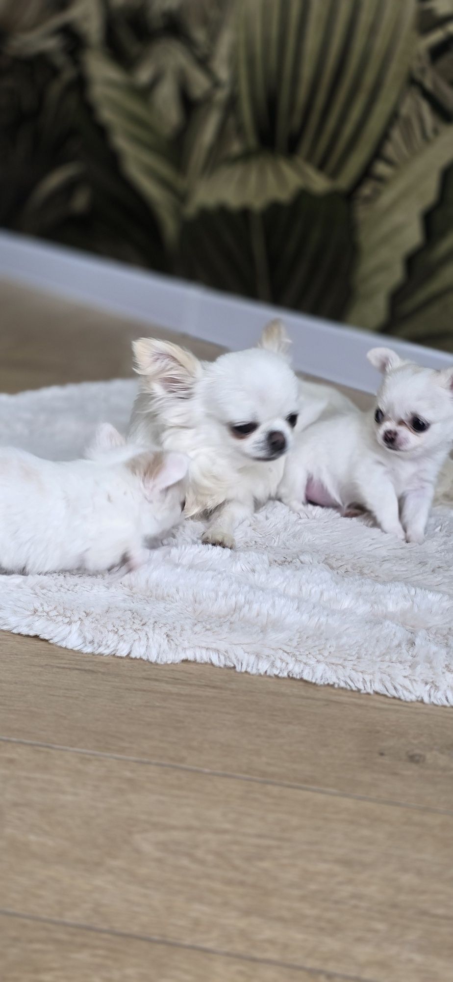 Sprzedam pieska chihuahua ZKwP FCI