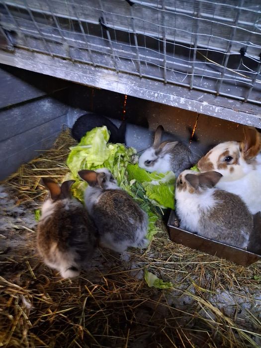 króliki belgijskie olbyrzmy