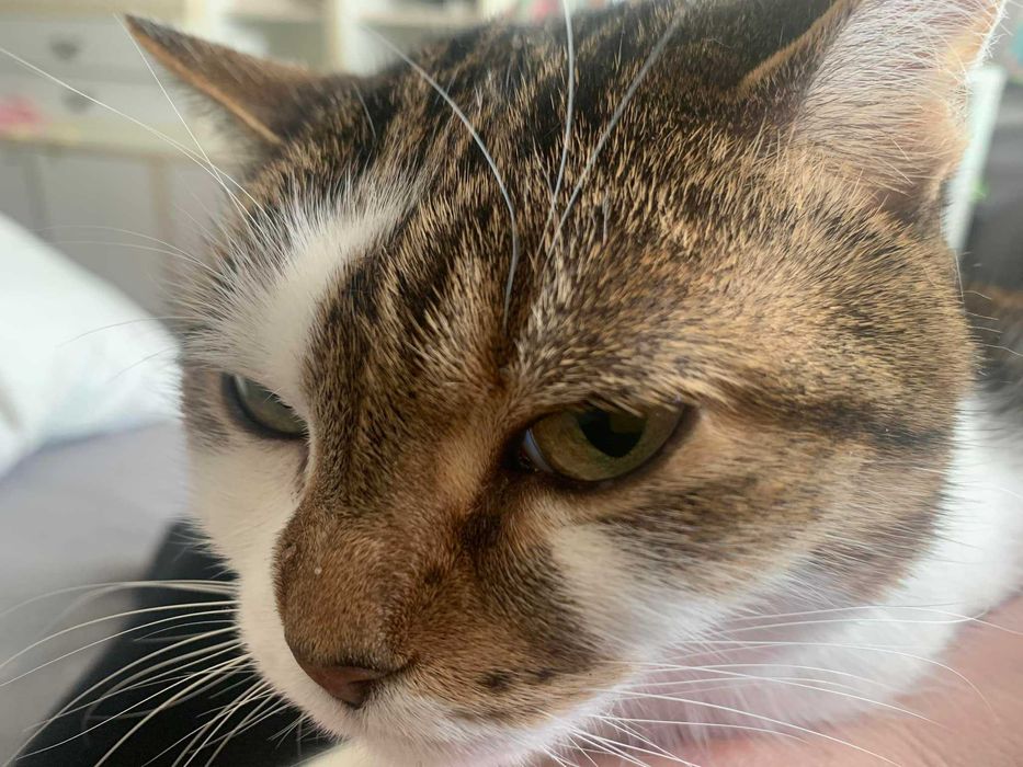 Petsitter Warszawa, opieka nad psem i kotem, domowy hotel dla psa