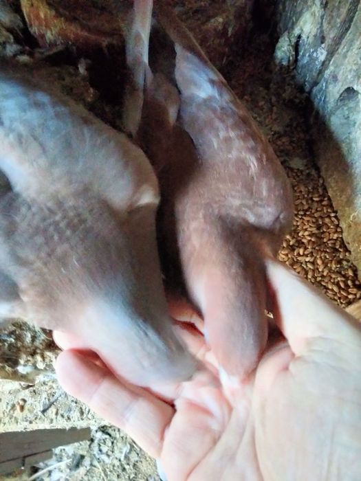 Sprzedam golębie POCZTOWE z 40 letniej hodowli