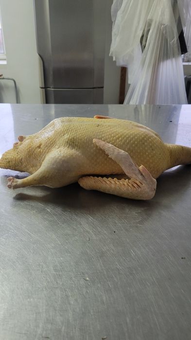 Продам тушки  молодих півників та мускусний качок