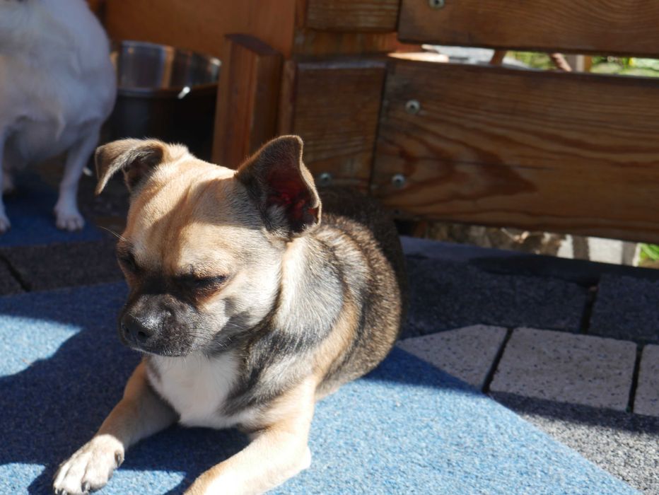 Chihuahua  piesek