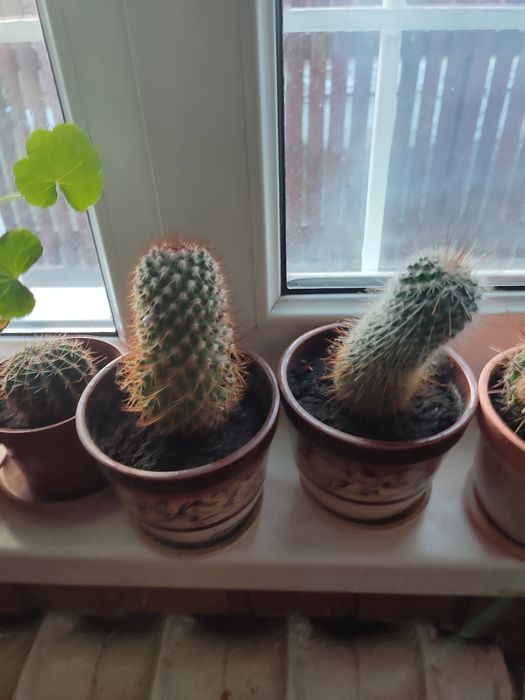 Продам різні  кактуси