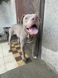 American Pit Bull Silver fawn piękny piesek