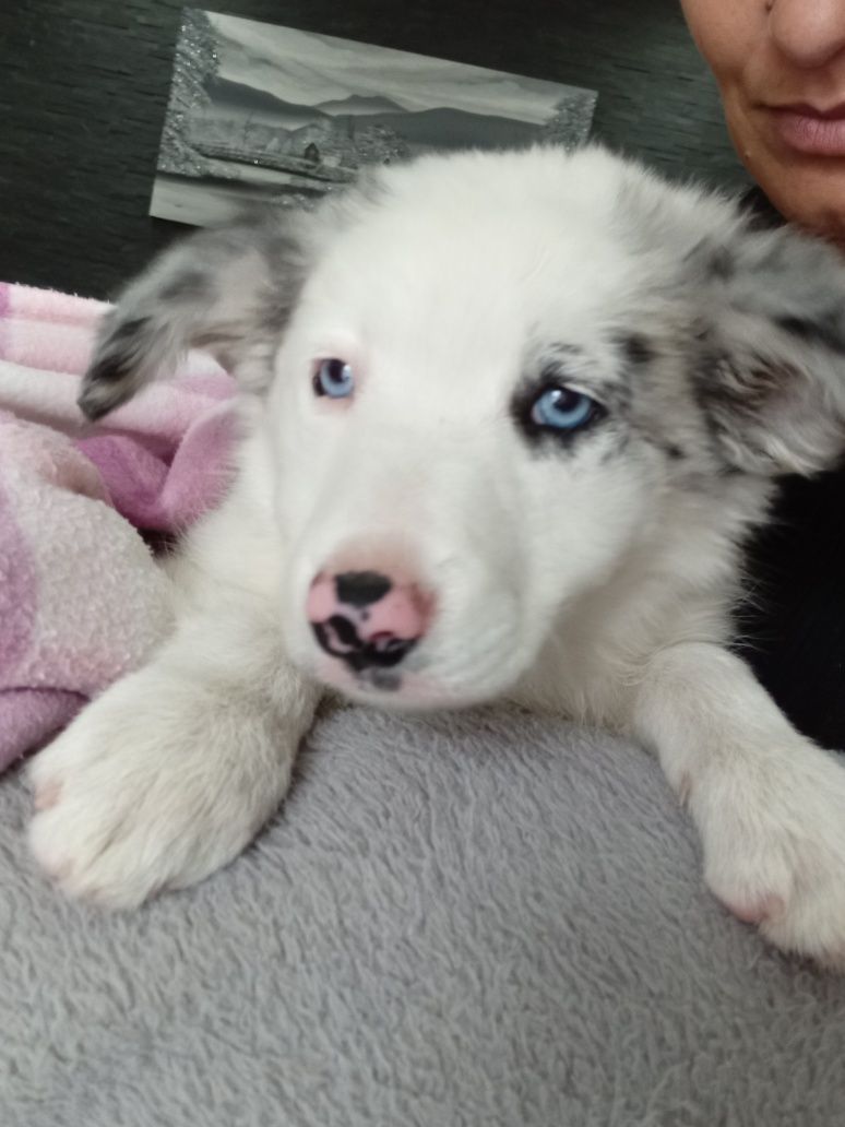 Border Collie para acassalar