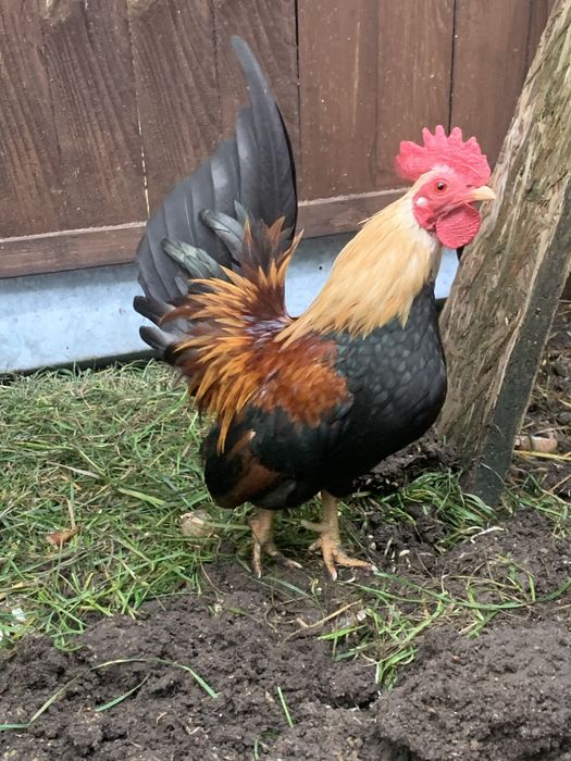 Serama kogutki kurki drob ozdobny