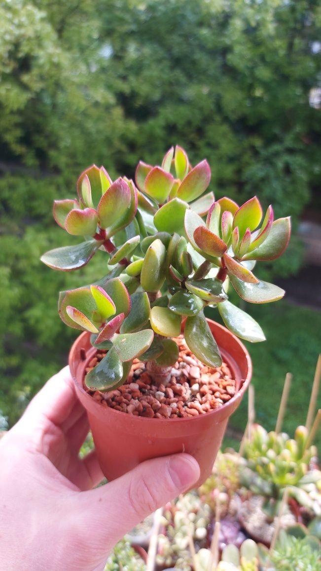 Crassula Helios дерево-бонсай 3,5 роки