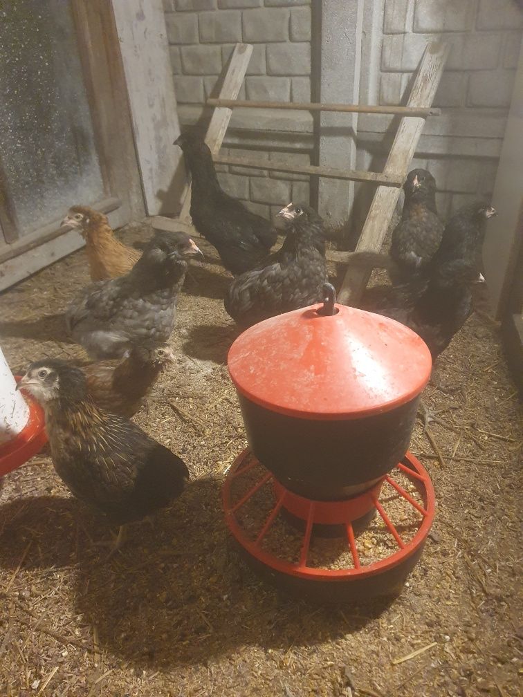 Kura kury aracuany naturalne ekologiczne araucany pisklaki araucany ku