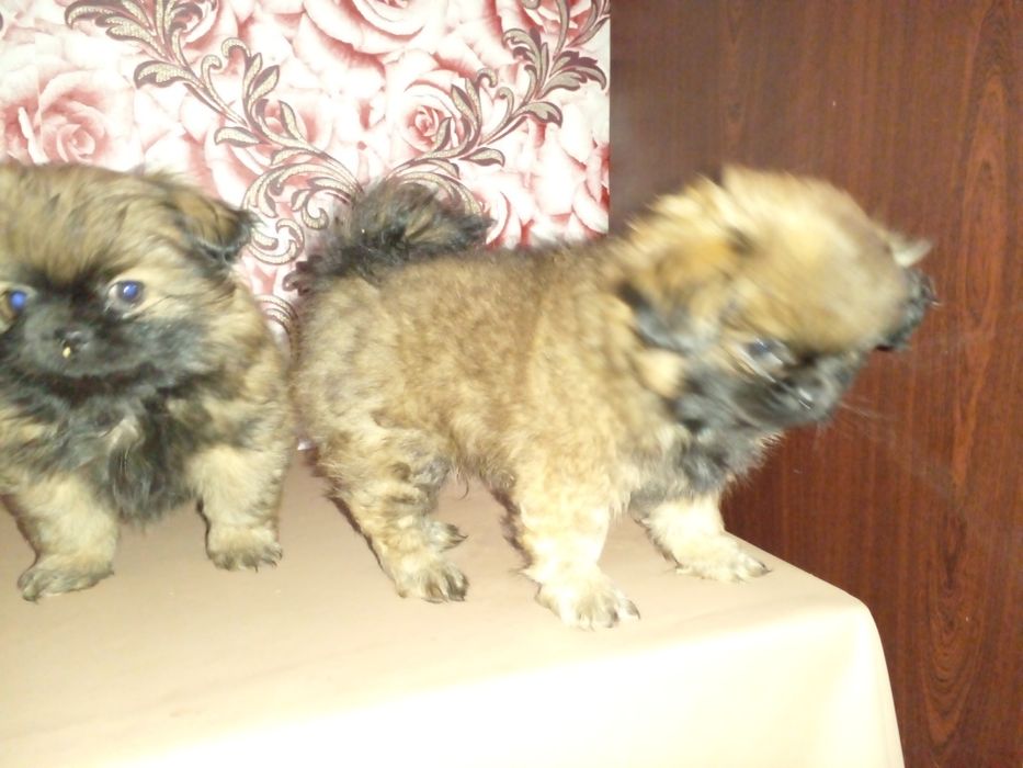 Цуценята ПЕКІНЕС готові до бронювання