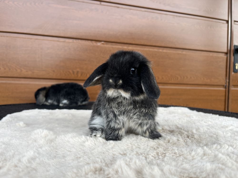 Karzełek Baranek/Mini Lop - Rodowód/Metryka Królik Króliki