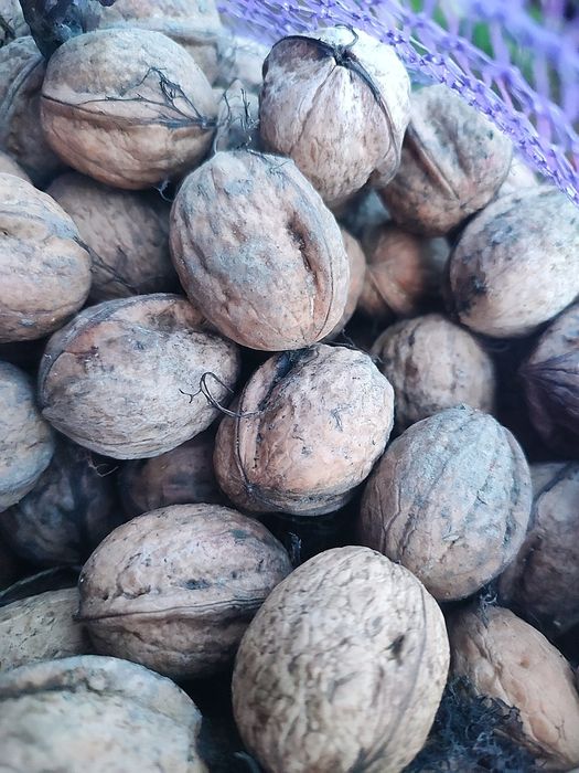 Грецкий орех 2025 года