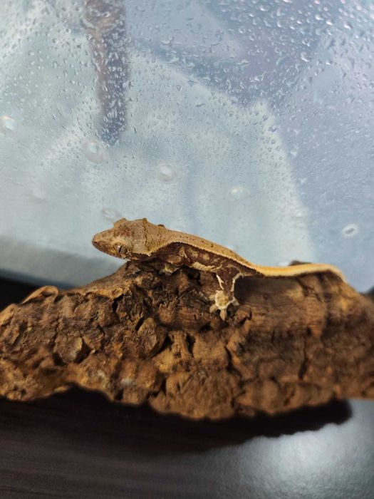 Gekon orzęsiony Correlophus ciliatus młode