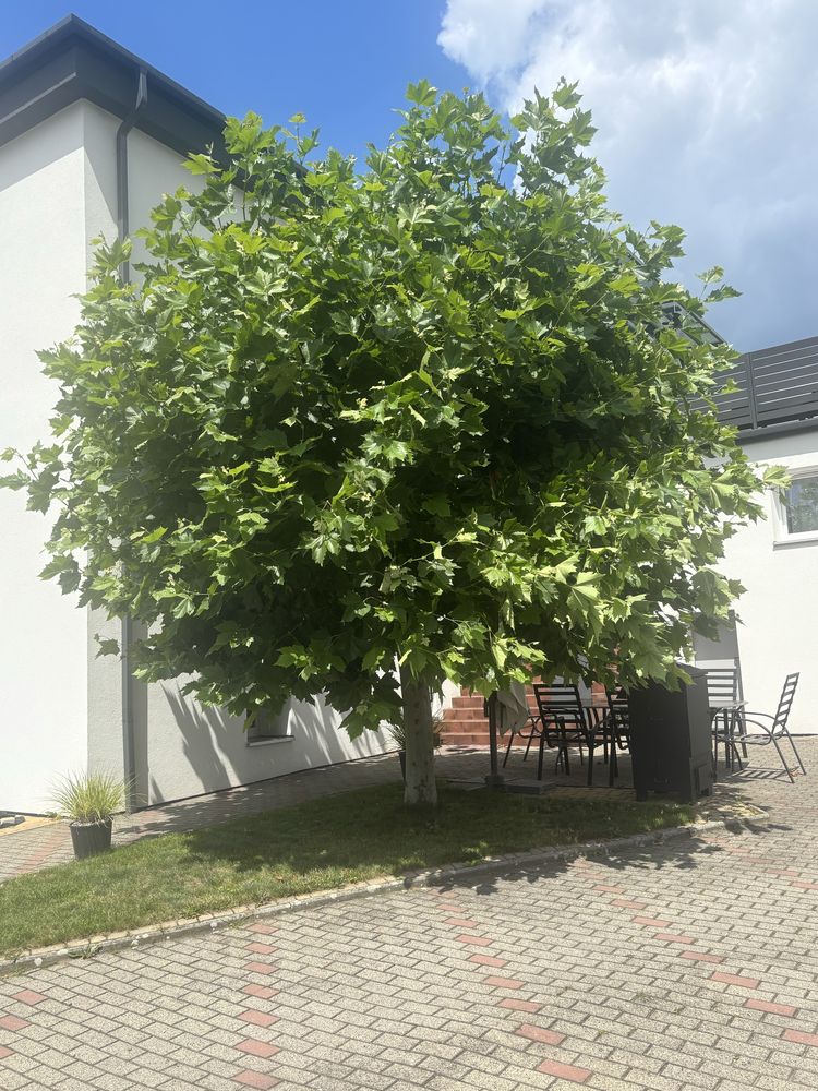 Oddam 9-letnie drzewo Platan