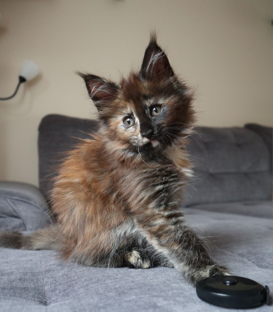 Gotowa do odbioru Kotka Maine Coon z rodowodem FPL