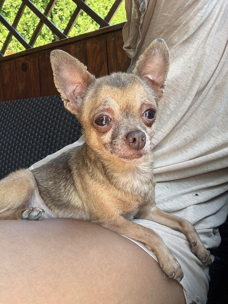 Sunia Chihuahua