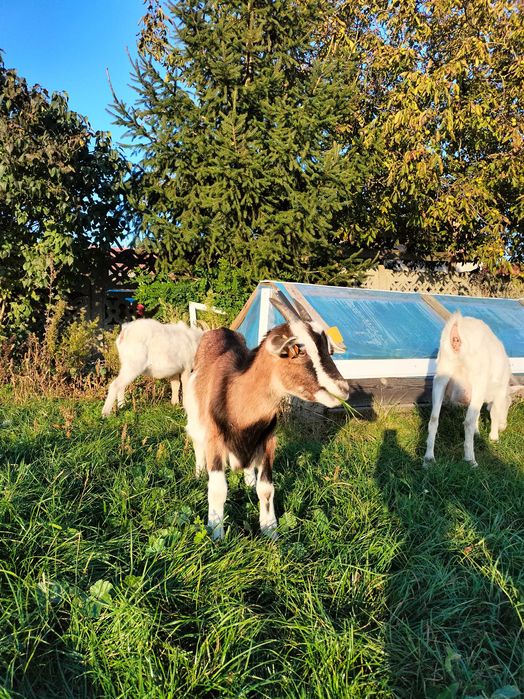Kózka szuka nowego domu